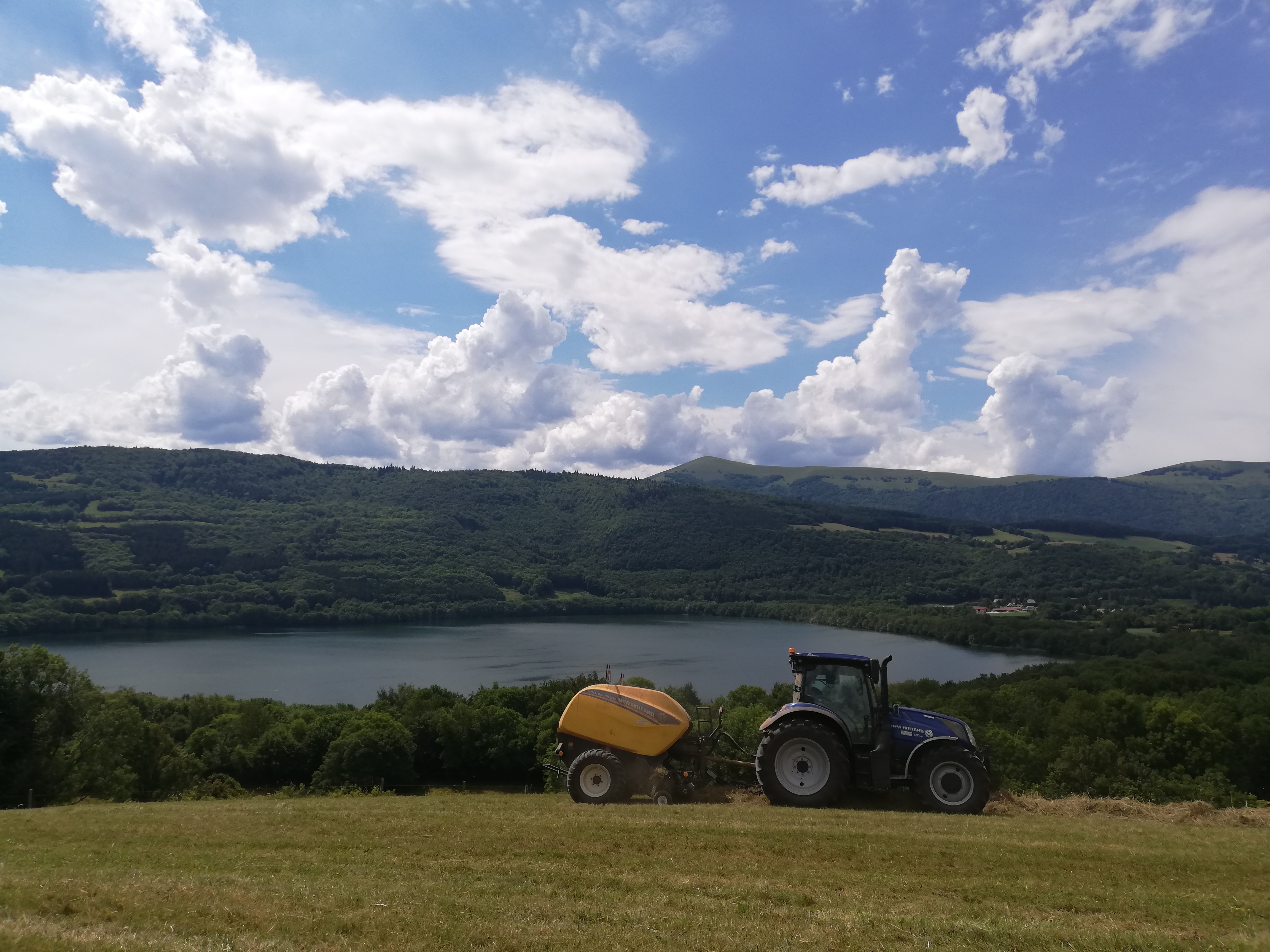 Troupeau GAEC Normand